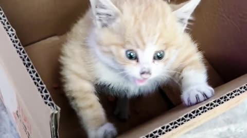 The bully has been found