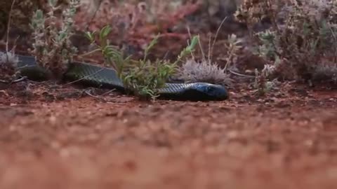 The most venomous snake in the world