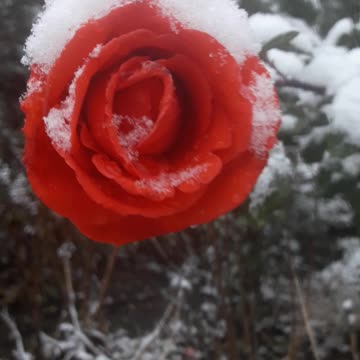 Dance of Rose and Snow