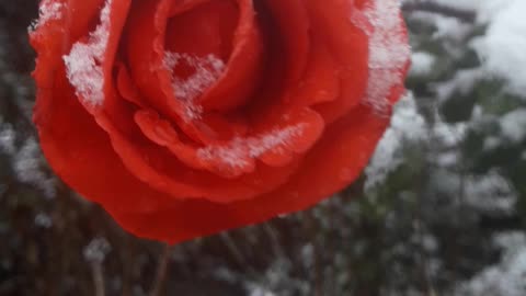 Dance of Rose and Snow