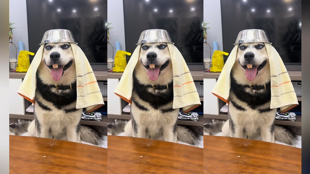 silly dog