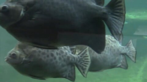 Spotted Scat Fish Swimming With Other Fish - Scatophagus argus