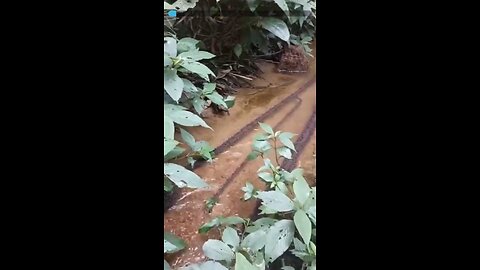 Ants build a bridge to cross water.