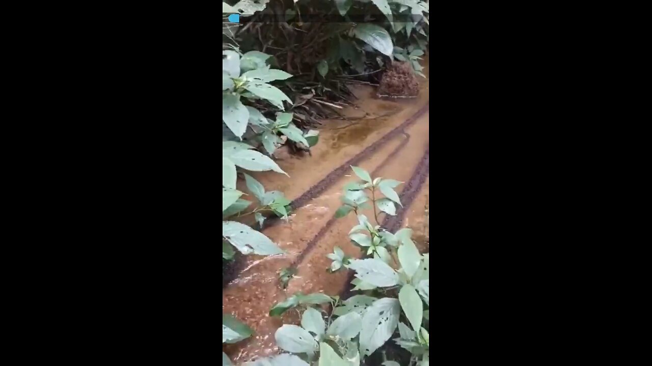 Ants build a bridge to cross water.