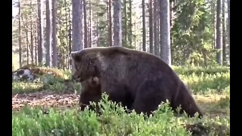 The fight of bears in the forest for territory.