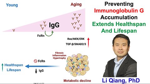 Preventing Immunoglobulin G Accumulation Extends Healthspan And Lifespan