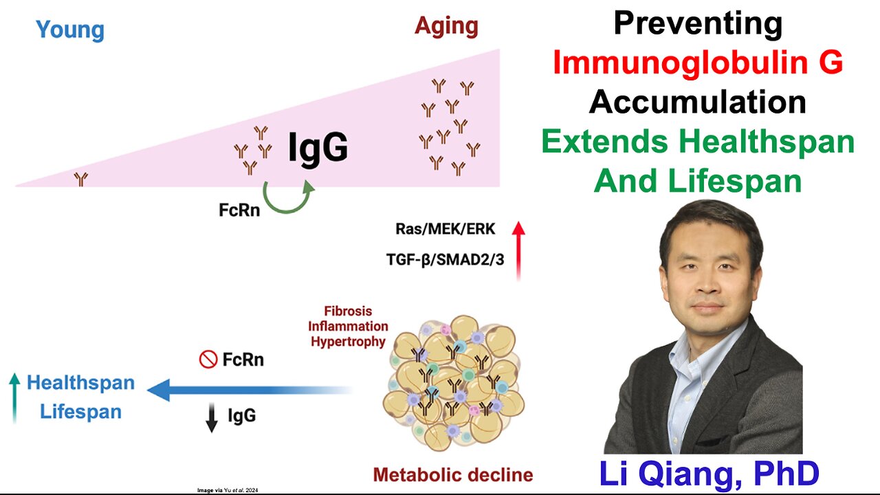 Preventing Immunoglobulin G Accumulation Extends Healthspan And Lifespan