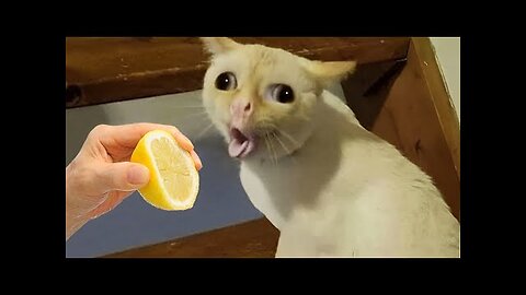 Funniest Animals 2023 😂 New Funny Cats and Dogs Videos 😻🐶 Part 1