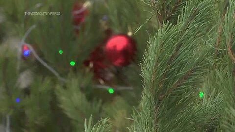 Muscovites buy spruce trees ahead of the New Year as bazaars open throughout the city