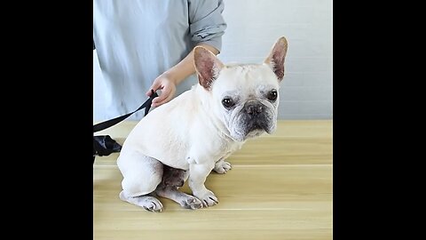 Pets adjustable waterproof Boots
