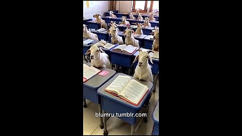 goats on school