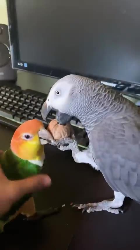 His Gentle Nature 🦜😊