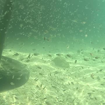 Snorkeling Through Serenity