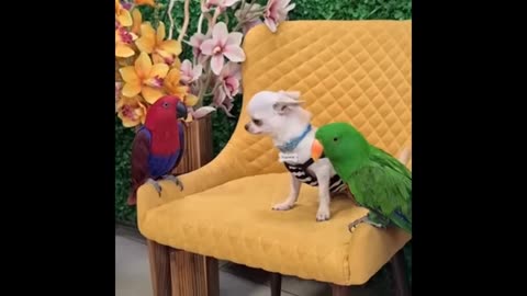 Parrot and little dog cyut video