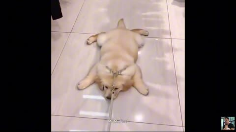 2025 Funniest Cats and Dogs Memes