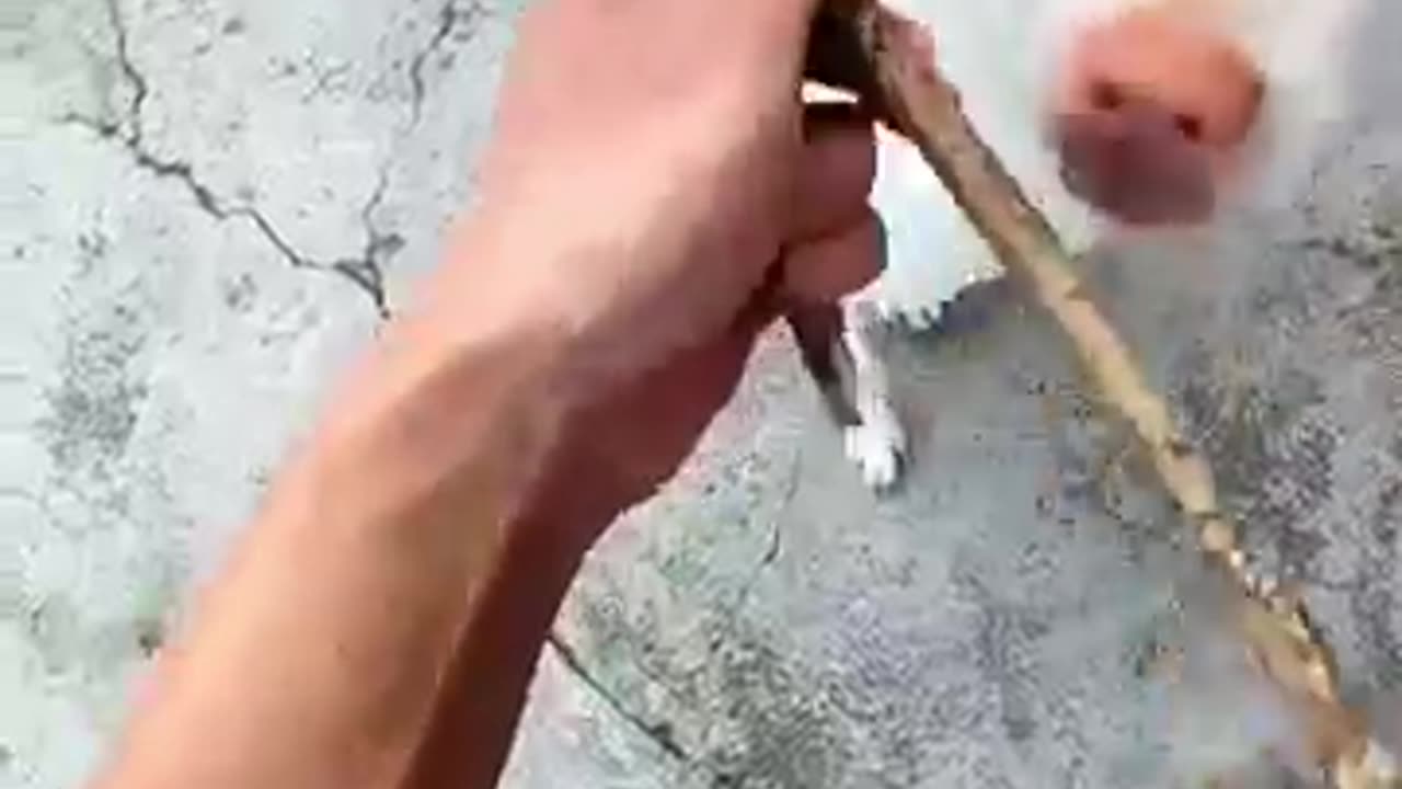 "Man Rescues Abandoned Street Dog & Changes Its Life Forever! ðŸ˜ðŸ˜