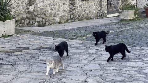 Local Cat Gang Prowls the Streets