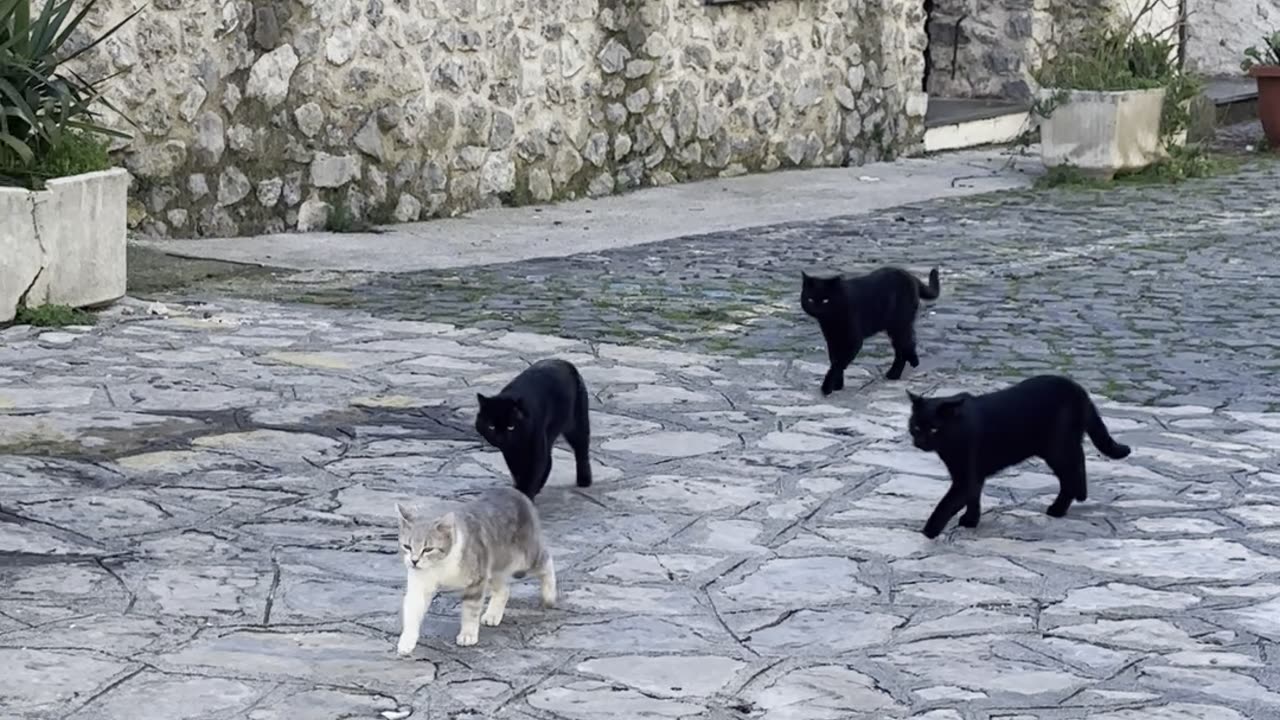 Local Cat Gang Prowls the Streets