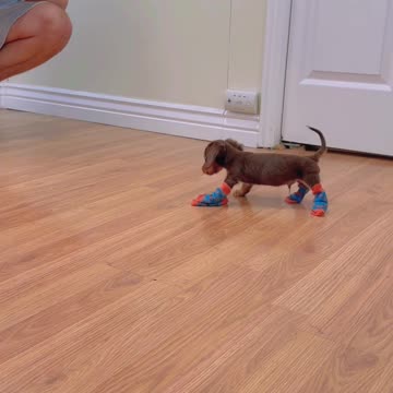 Funny Dogs Videos🐶 Good Boys Being Bad Dogs