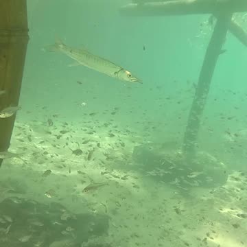 Any Day Snorkeling A Good Day!!