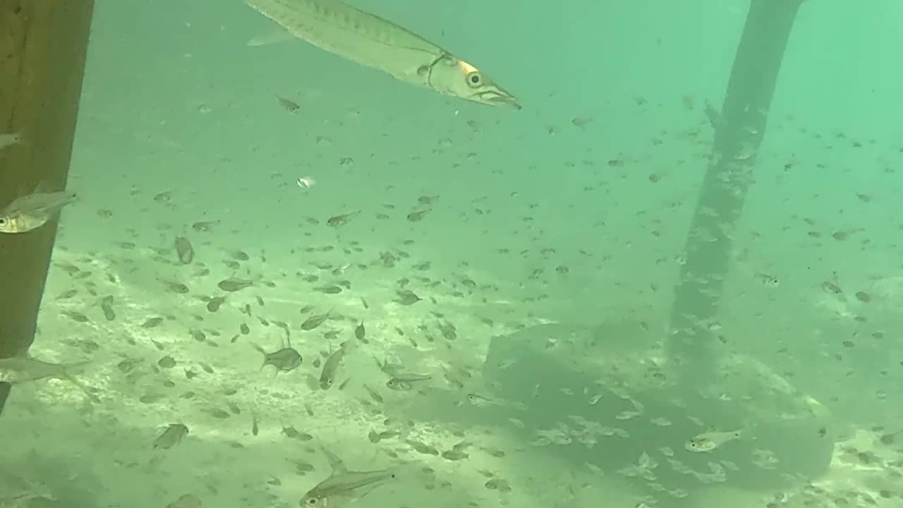 Any Day Snorkeling A Good Day!!