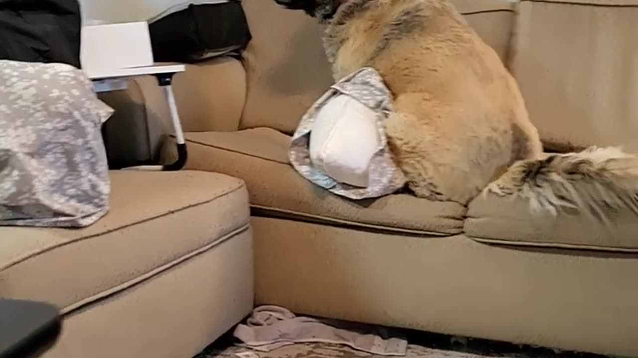Daisy keeps daddy away from her treat that she hid
