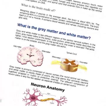GREY AND WHITE MATTER IN THE BRAIN