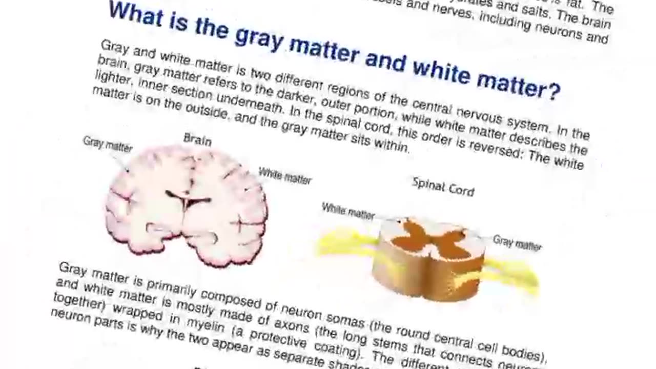 GREY AND WHITE MATTER IN THE BRAIN