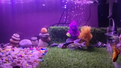 Home aquarium