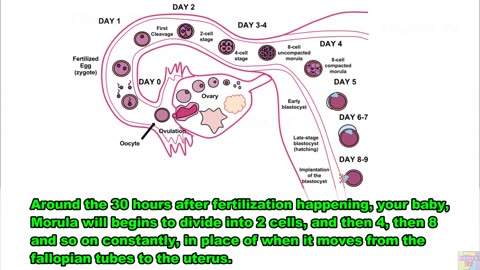 3rd Week of Pregnancy. The Pregnant Symptoms, Development and Tips To A Healthy Pregnancy