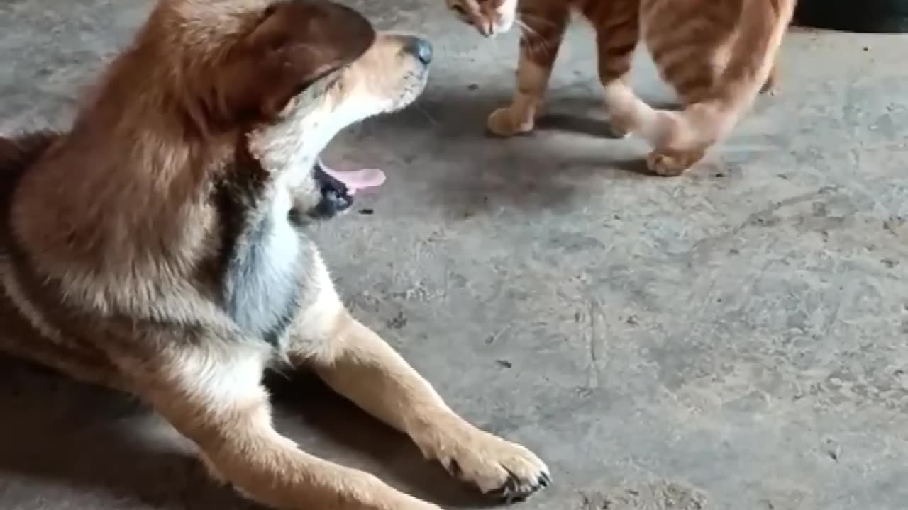 Dog 🐕 cat 🐈 funny video