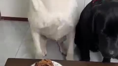 The dog mistakenly gave the clown to me. The dog's thoughts are written on his face.