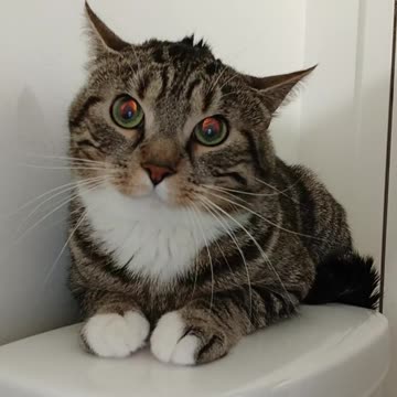 Vacuum Suctions Out All the Cat's Thoughts