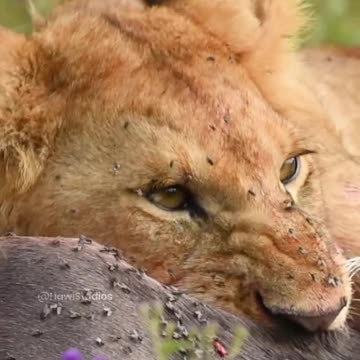 "The Lion’s Jungle Feast: A Banquet with Uninvited Guests!"