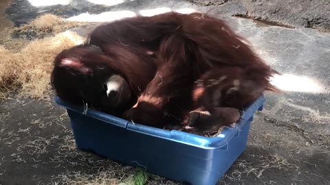 Orangutan Nap