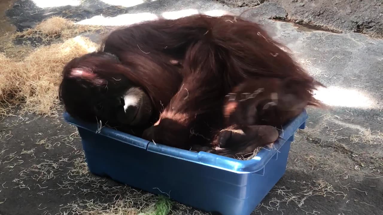 Orangutan Nap