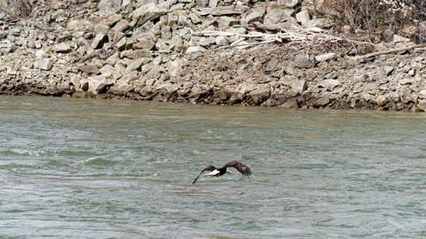 Sony a9 eagles Conowingo dam 31 march 2024