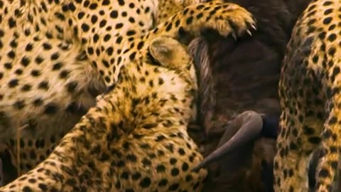 animal fight
