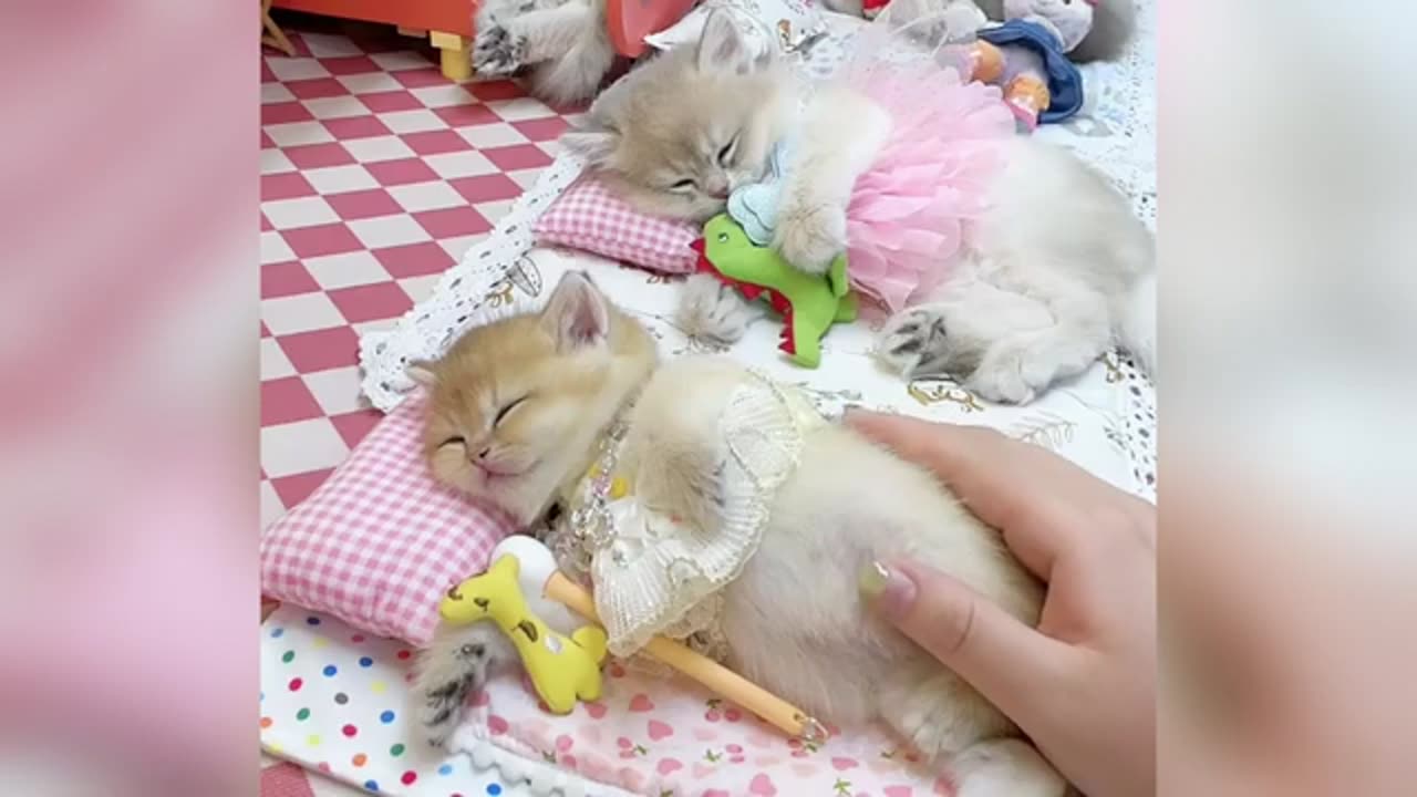 Cute funny cats