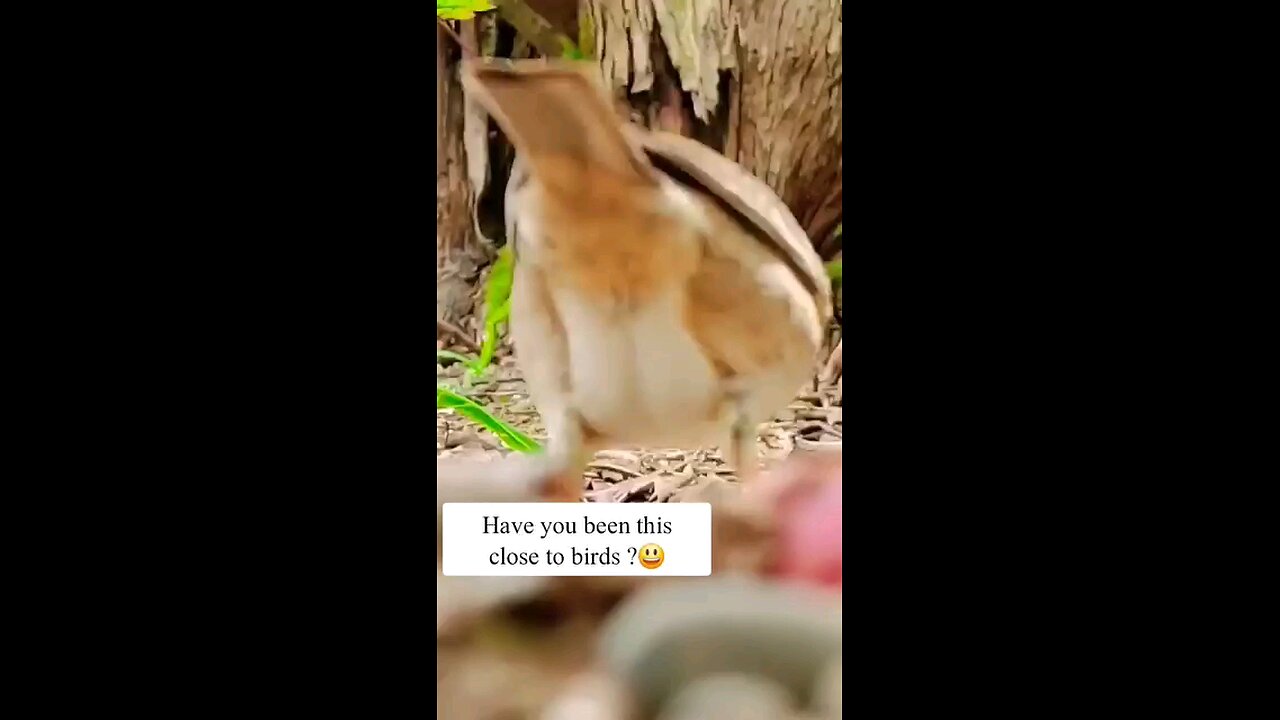 bird