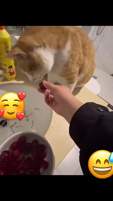 Cats with above average intelligence