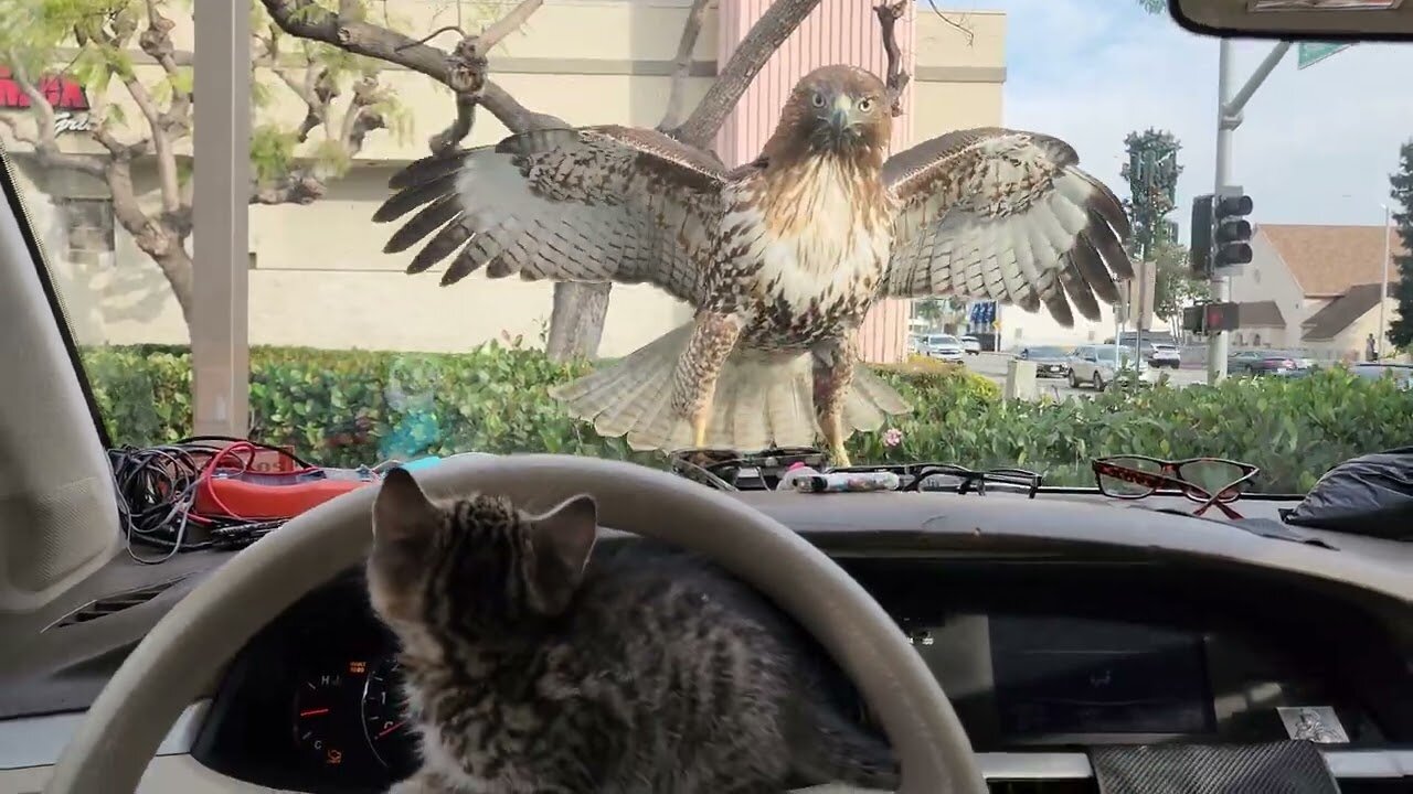 A Heart-Stopping Moment: Kitten's Narrow Escape from a Hawk