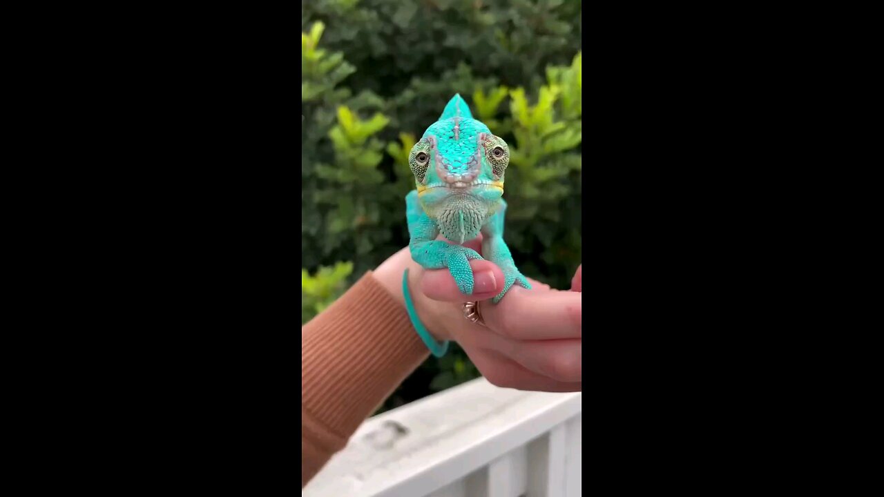 chameleons 🦎🥰