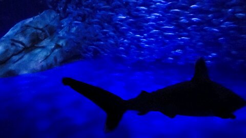 Fish School in a Shark Aquarium