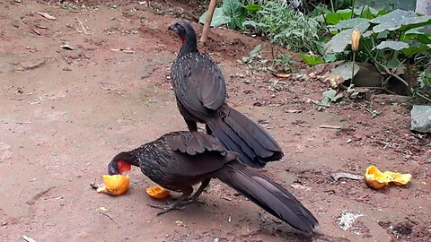 Em Busca do Mamão Perdido: A Saga dos Jacus!