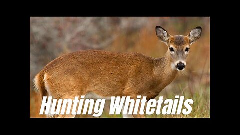 Hunting Whitetails