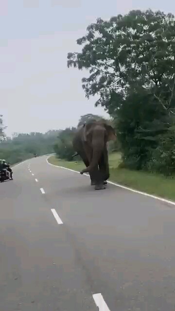 Wow 🇱🇰 How to get from the elephant to the village