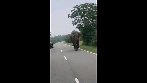 Wow 🇱🇰 How to get from the elephant to the village