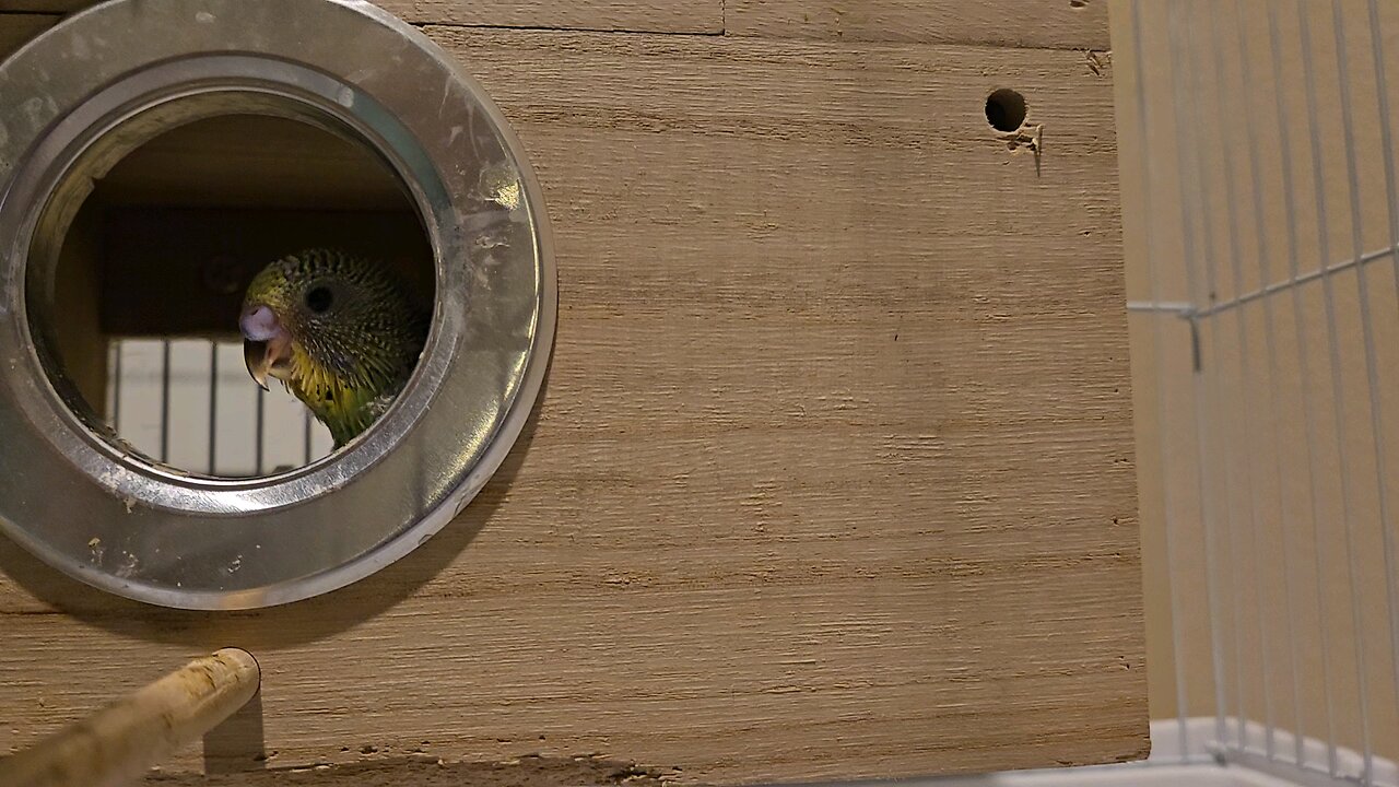 3 Week Old Baby Budgies Moved Into New Cage With Momma