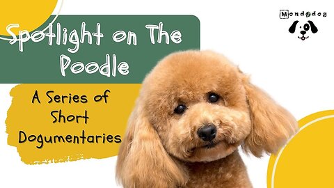 A Series of Short Dogumentaries The Poodle